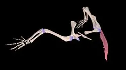Gavialis gangeticus Forelimb Atlas