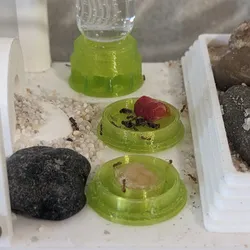Ant Feeder