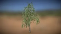 Birch Tree 01