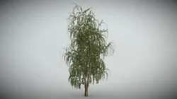 Birch_tree_03