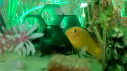 Honeycomb Fish Tank Tube / Cave Decoration