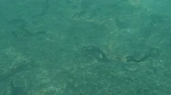 Underwater