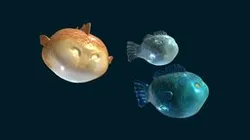 Chubby Fish School