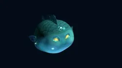 Chubfish