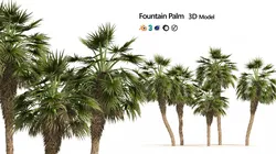 5 Fountain Palms