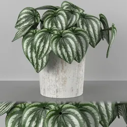 Indoor plant - peperomia watermelone