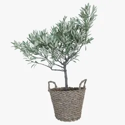 Olive tree in a basket