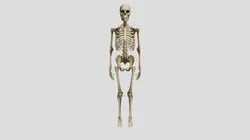 skeleton