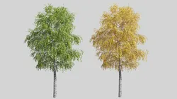 Tree birch