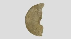 Ammonites bidichotomus