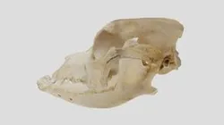 Canis familiaris
