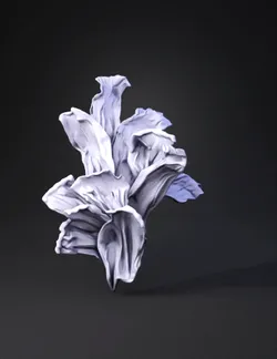 dried plant specimen with papery leaves
