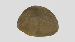 Echinocorys semiglobus