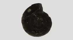 Hildoceras bifrons