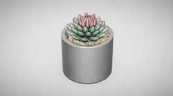 succulent plant