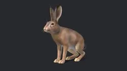 Hare - Male