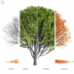 Maple Tree- Season Pack