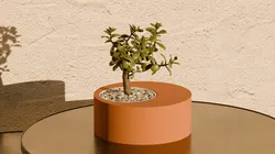 Off Circle Pot Plant - Home Decoration
