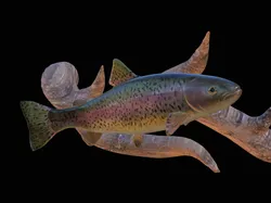 rainbow trout underwater statue on the wall