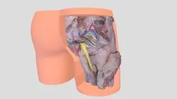 regio-glutealis