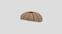 Sea Urchin Shell