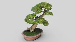 Bonsai Tree Scan