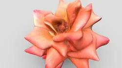 Flower Scan