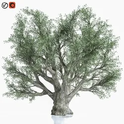 Olive Tree