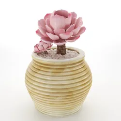 Sacculent cactus - indoor plant