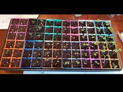 #0024 Seedling Starter Planter