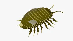 Bug low poly