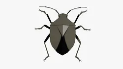 Bug low poly