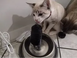 Cat Fountain