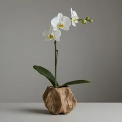 Flower - Orchid