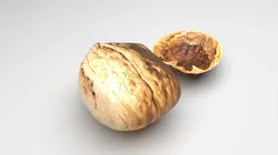 Walnut Shell