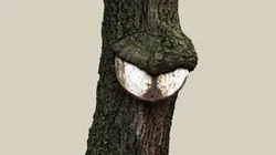 Baum mit Verkehrsschild