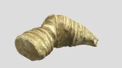 Horned Coral Fossil