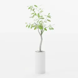 Large Bengal Rubber Tree
