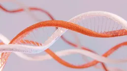 Deoxyribonucleic acid DNA 3D model