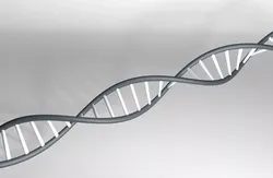 DNA Strand 3D model