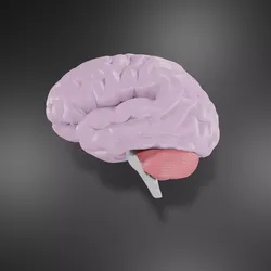 Human Brain Low-poly 3D model
