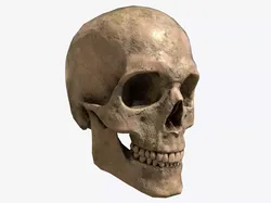 Human Skull Low-poly 3D model Low-poly 3D model
