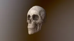 Human Skull Low Poly 3D model Low-poly 3D model
