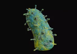 Rabies virus Microbe Organism 3D model