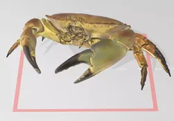 Real life Crab 3D print model