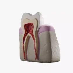 Realistic Tooth Anatomy Cross Section  Dental  3D Model 3D model