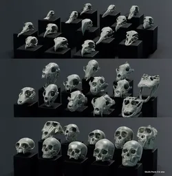 Skull Pack 3 in 1  3D model