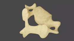 The Fourth Cervical Vertebra 3D model