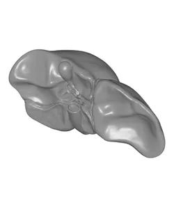 Liver Human Anatomy Organ