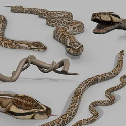 Pro Burmese Python Titanoboa Snake - 8k - 3d animated